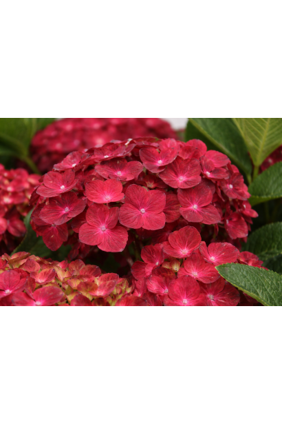 Гортензія широколиста Ребеліон Шоко Лав